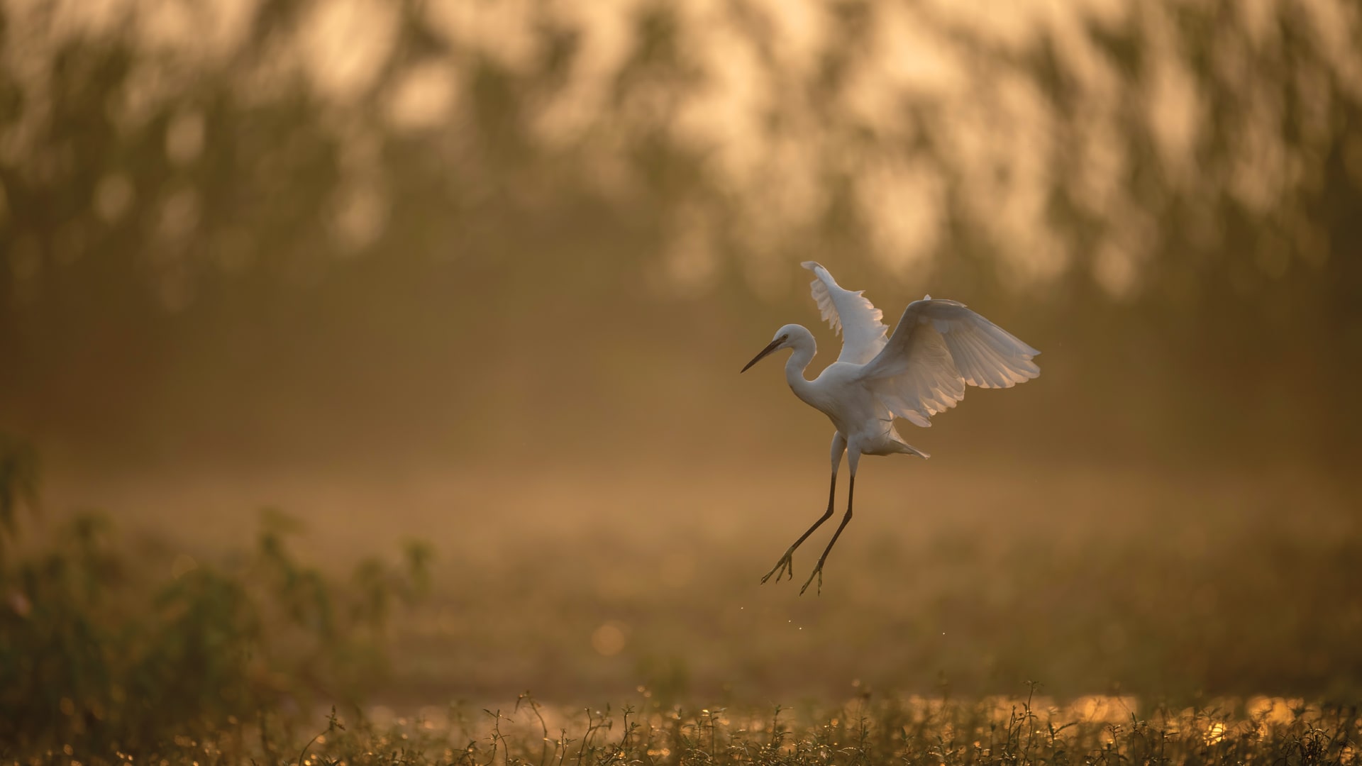 Florida Wildlife